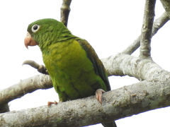 Brotogeris jugularis