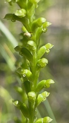 Microtis parviflora