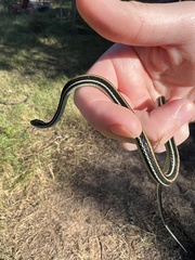 Thamnophis proximus proximus