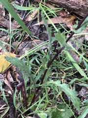Senecio picridioides