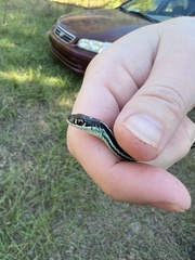 Thamnophis proximus proximus