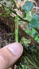 Oreogrammitis subnervosa