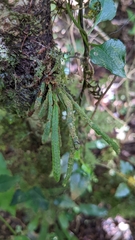 Oreogrammitis subnervosa