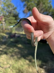Thamnophis proximus proximus