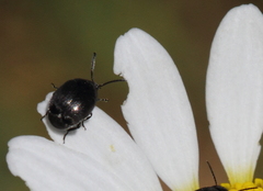 Spermophagus sericeus