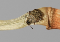 Acanthoscelides obtectus