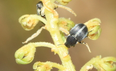 Bruchela suturalis