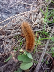 Phragmatobia