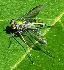 Chrysosomatini