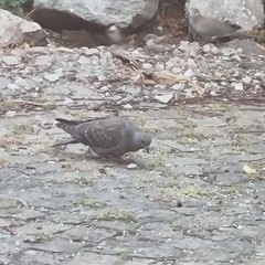 Columba guinea