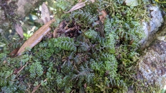 Hymenophyllum devolii