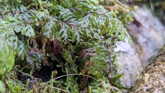 Hymenophyllum devolii