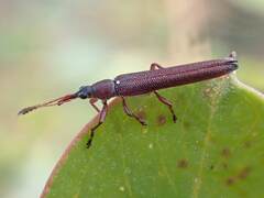 Belidae