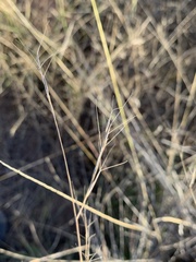 Aristida ternipes