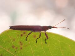 Belidae