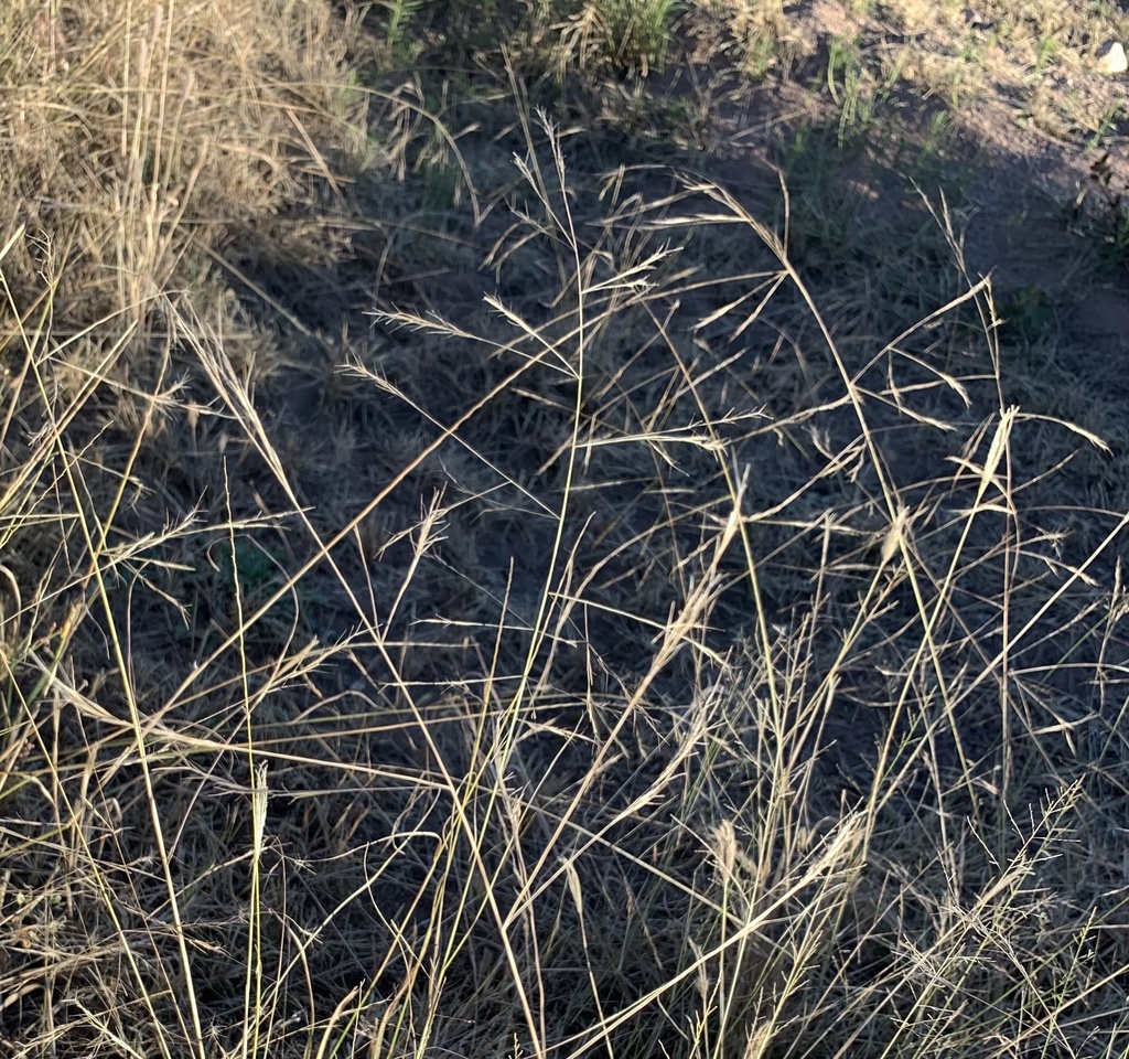spidergrass