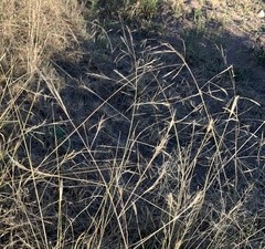 Aristida ternipes