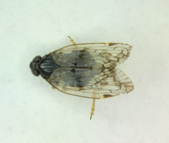 Pentastiridius