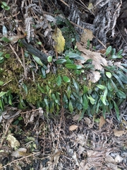 Pyrrosia eleagnifolia