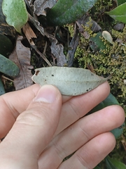 Pyrrosia eleagnifolia