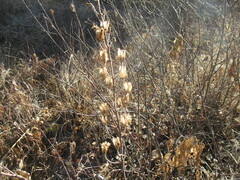 Aconitum barbatum