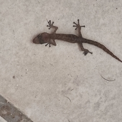 Afrogecko porphyreus