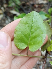 Muehlenbeckia australis