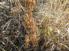 Aconitum barbatum