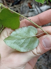 Muehlenbeckia australis