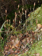 Pterostylis alobula