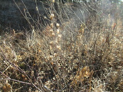 Aconitum barbatum