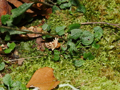 Pterostylis alobula