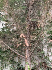 Abies alba