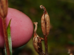 Pterostylis alobula