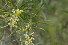 Acacia provincialis