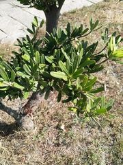 Podocarpus costalis