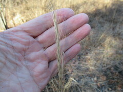 Elymus gmelinii