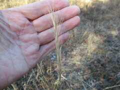 Elymus gmelinii