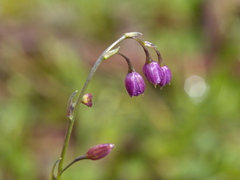 Arthropodium