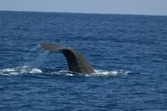 Physeter macrocephalus