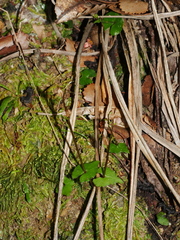 Acianthus sinclairii