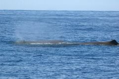 Physeter macrocephalus