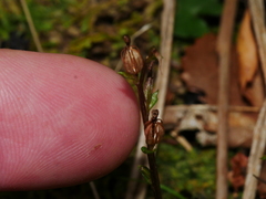 Acianthus sinclairii