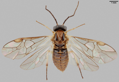 Pristiphora nigriceps