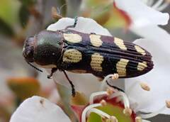 Castiarina decemmaculata