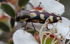 Castiarina decemmaculata