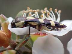 Castiarina decemmaculata