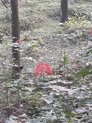 Clerodendrum paniculatum