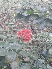 Clerodendrum paniculatum
