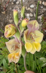 Gladiolus virescens